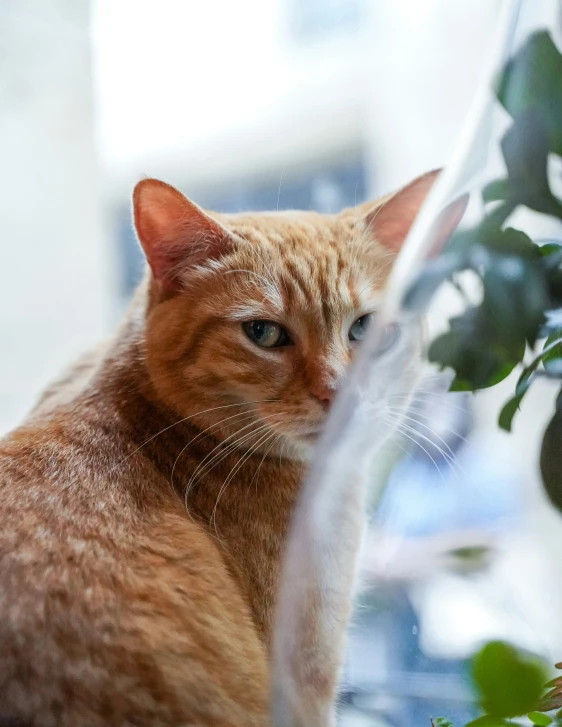 an orange tabby cat with its paw on a window ledge