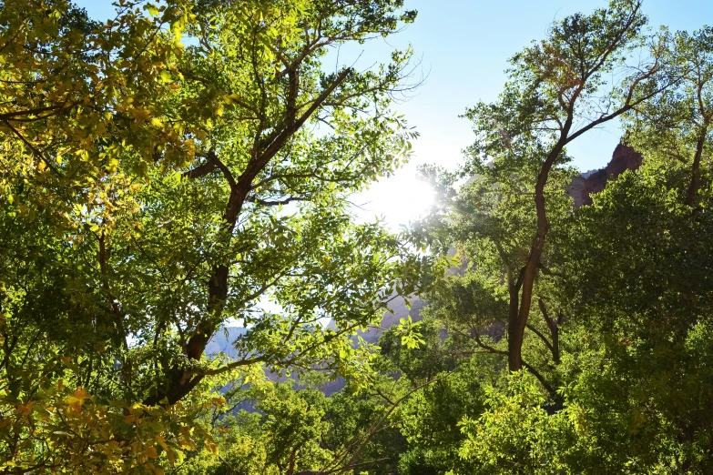 the giraffe is standing in the midst of trees