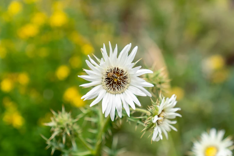 an arrangement of wildflowers and other plants