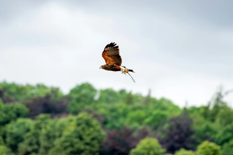 a large bird flying low over trees