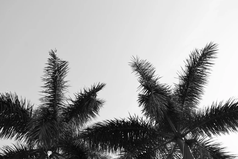 black and white po of some tall palm trees