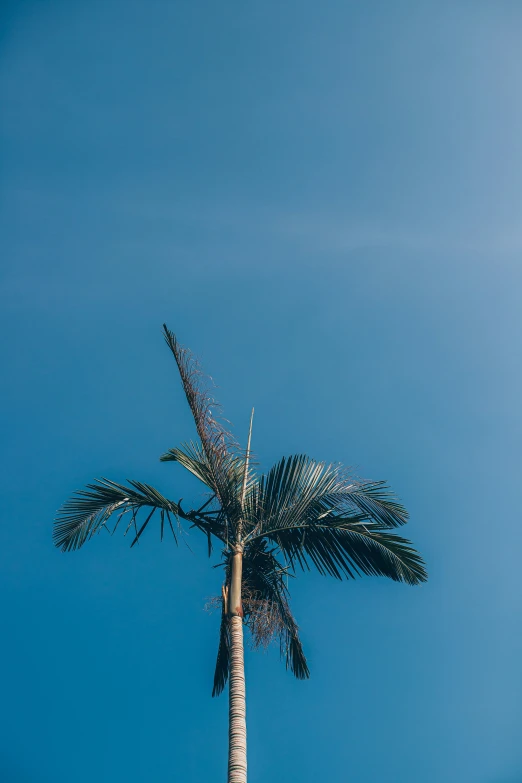 palm tree in front of blue sky on the beach