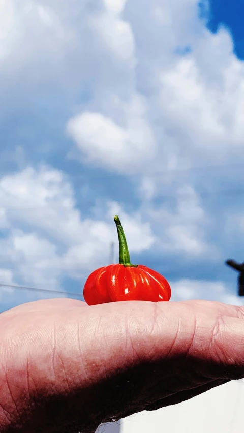 hand holding a green stem and a red pepper