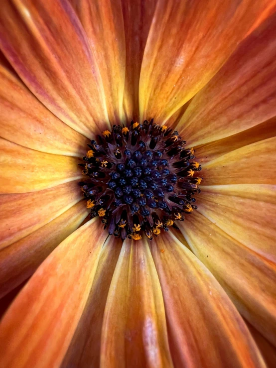 this is an up close view of a yellow flower