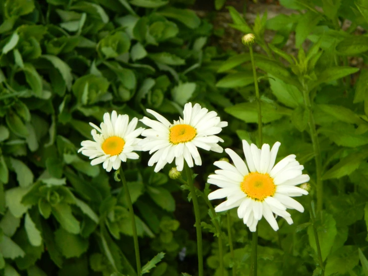 three daisies and leaves in the green garden