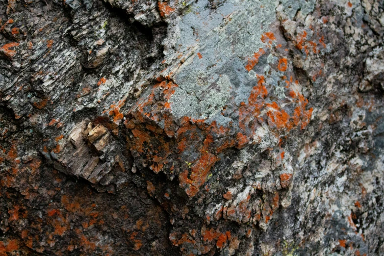 a large piece of bark with orange moss growing out of it