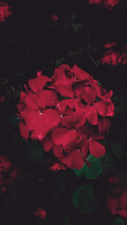 close up s of red flowers on black background