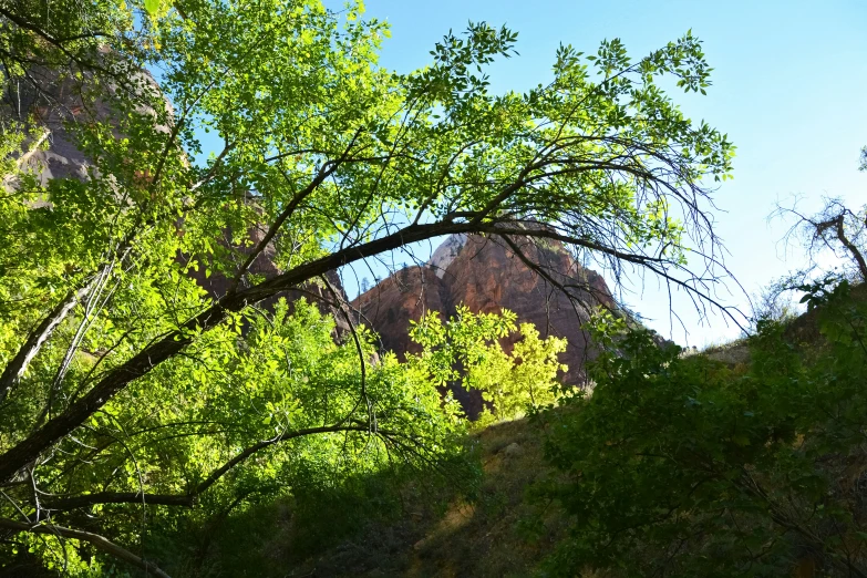 the sky and leaves are in high bloom