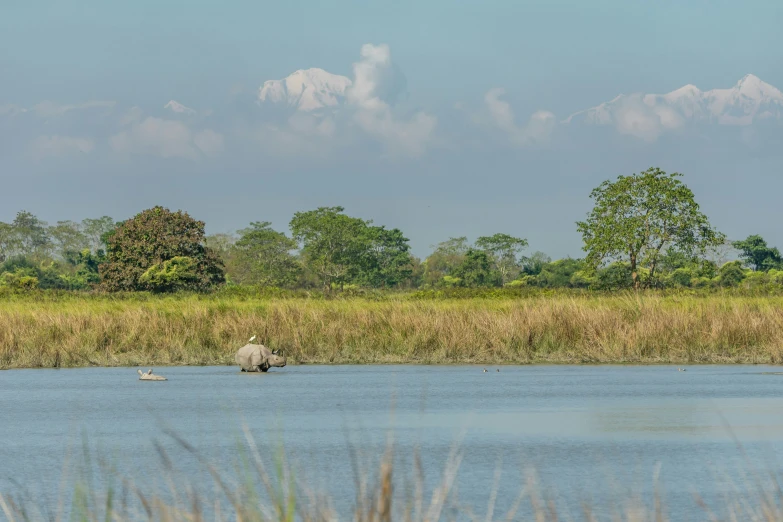 two animals in water next to some bushes and trees