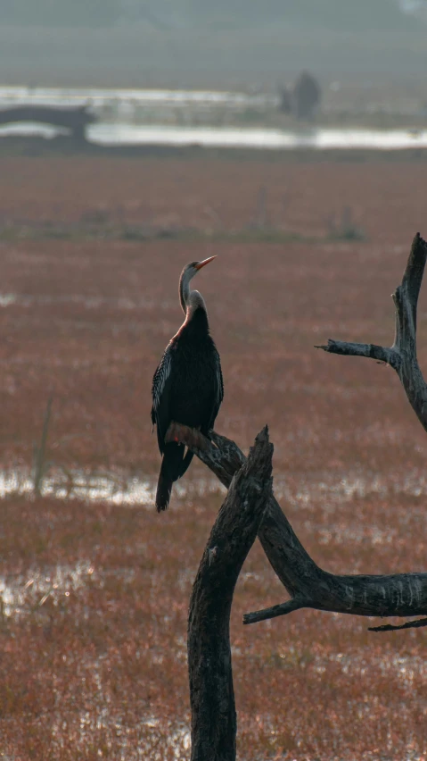 a bird sits atop a nch in the middle of a field