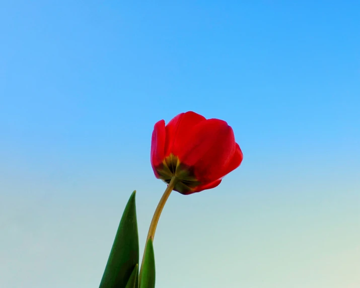 a lone red flower standing out against the sky