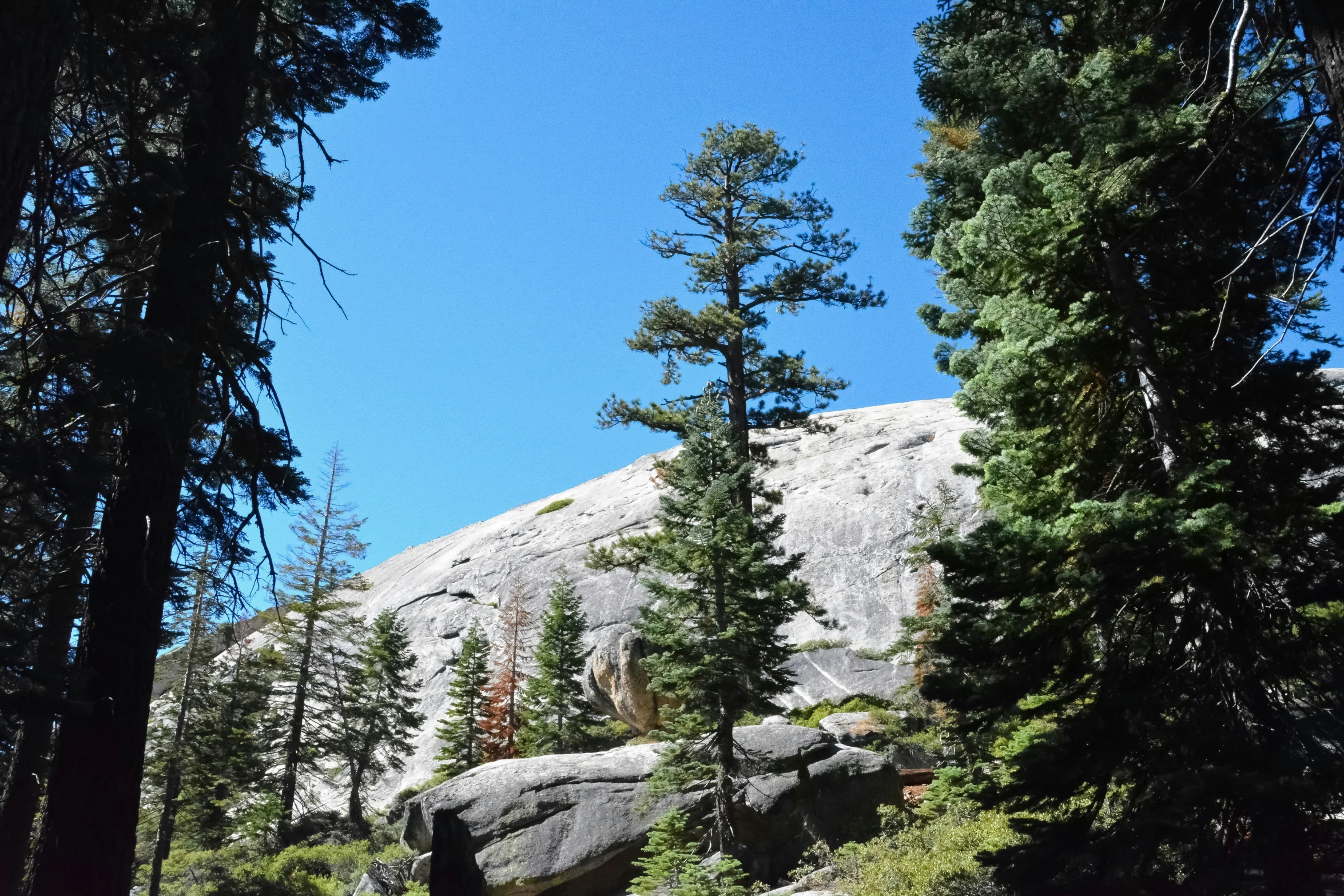 the trail is full of tall trees near a rock