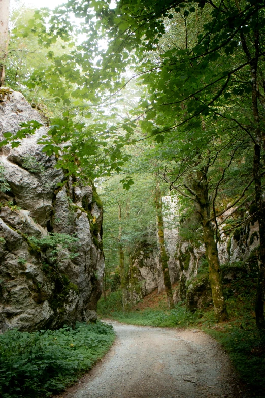 a path with moss between rocks and trees