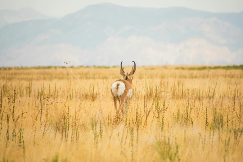 a deer with horns standing in a field