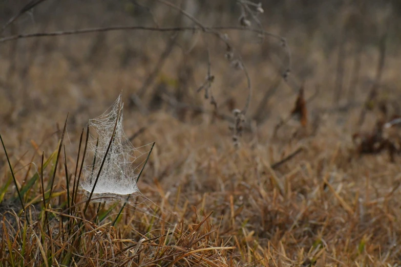 the image shows a little spider web in some brown grass