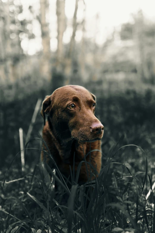a dog sits in the tall grass in a wooded area