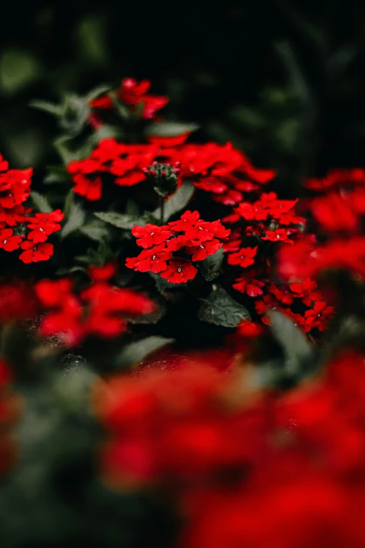 red flowers growing in the dark on some plants