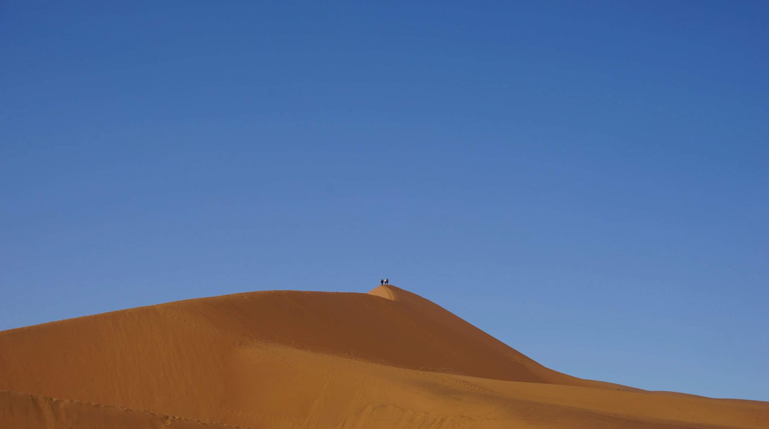 a lone tree in the sand at a desert