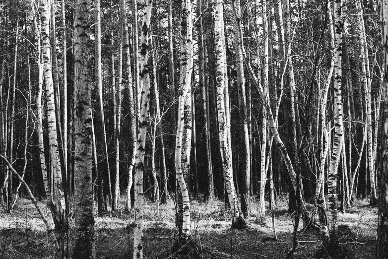 some very pretty black and white trees