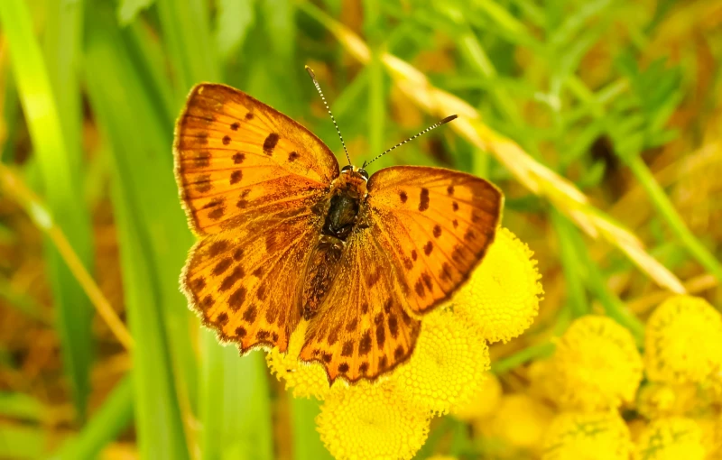 the erfly is sitting on a yellow flower