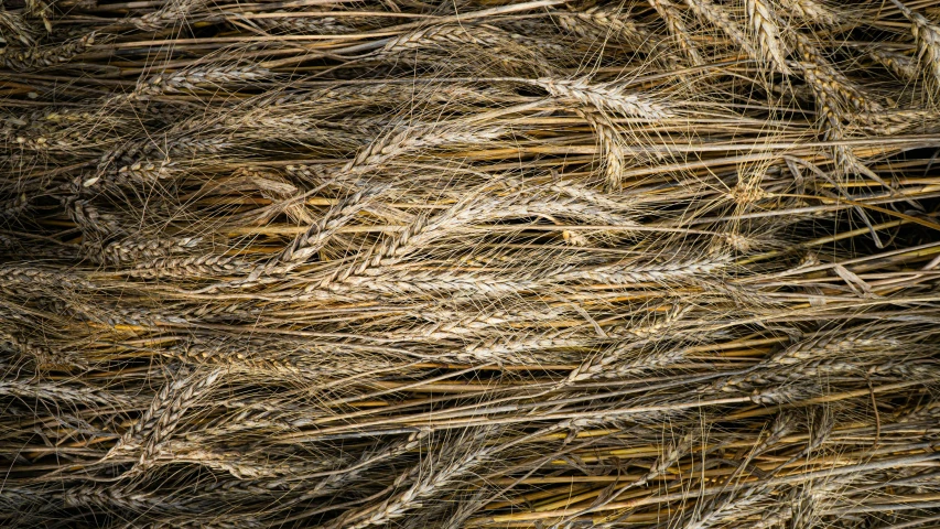 a close up po of straw as a background