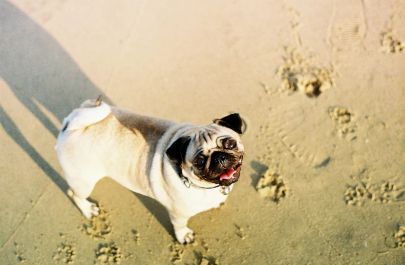 a small dog is standing in the sand