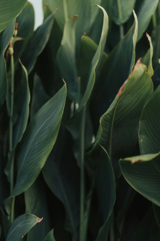 closeup view of green leaves from a tree