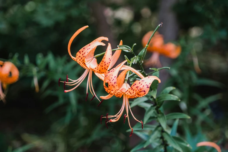 a group of flowers in bloom on a plant