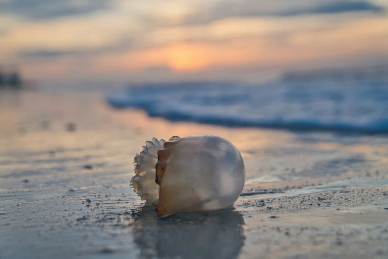 small single sea shell on the beach with sunset behind it