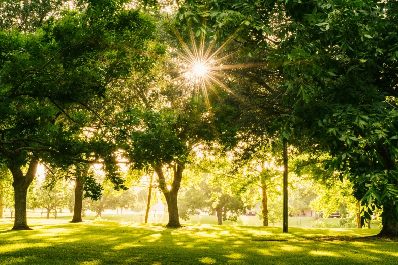 sunlight shining through the green trees in a park