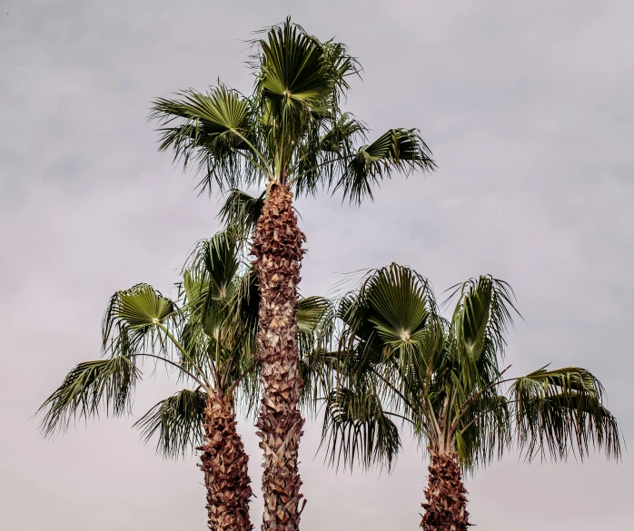 palm trees and a blue bus stop light against a cloudy sky