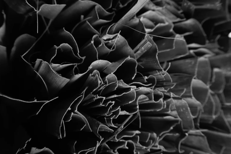 black and white closeup pograph of petals on a sunflower
