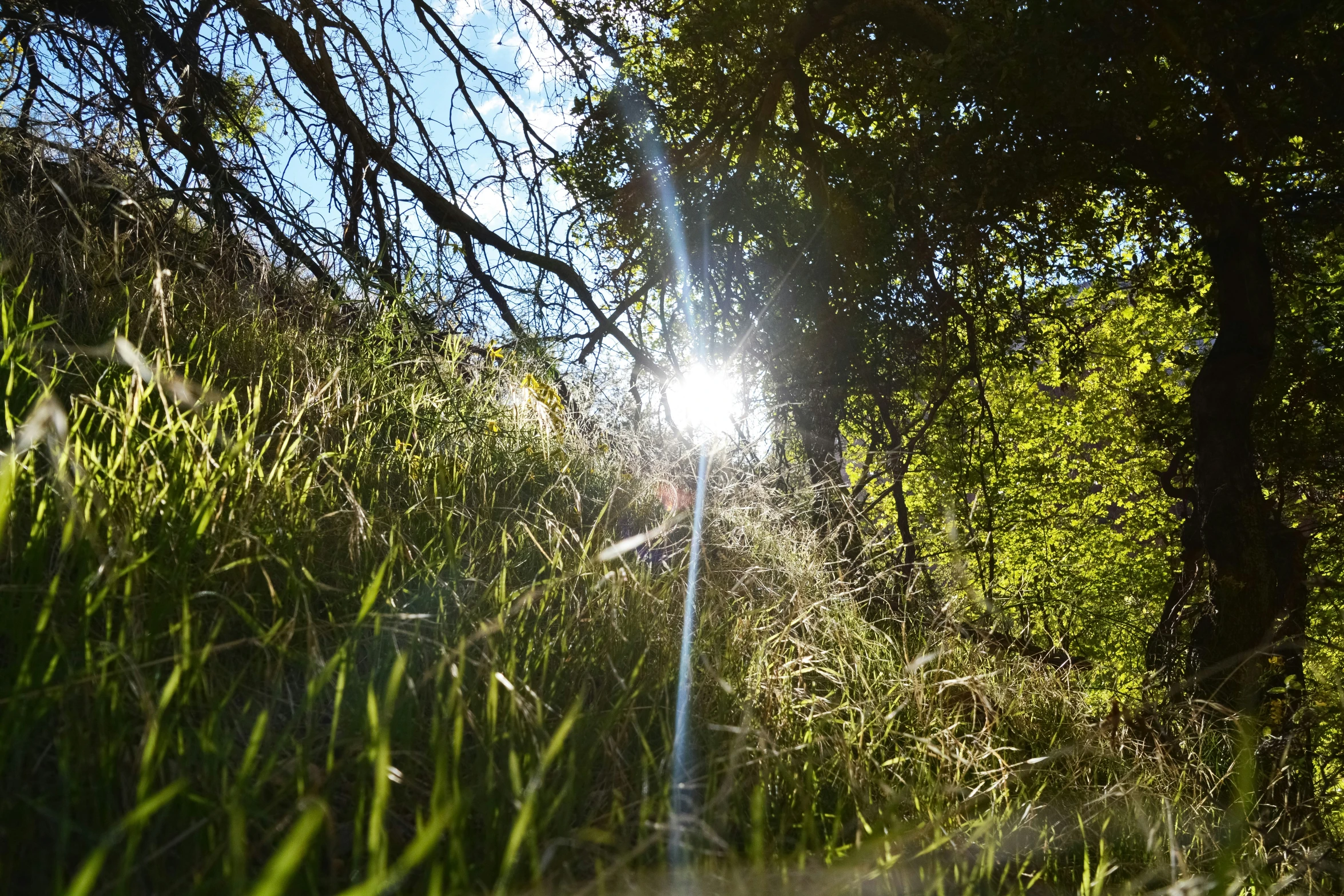 sun shining through the trees in the woods