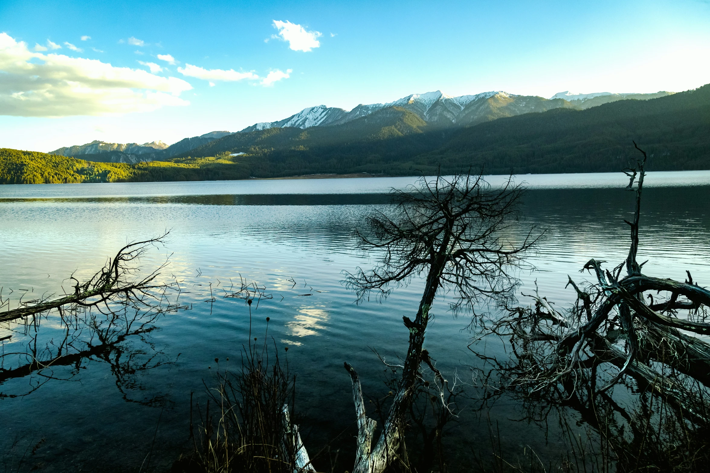 the lake has a small patch of tree growing out of it