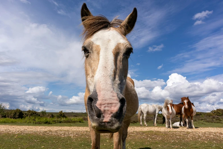 a couple of horses are in a field