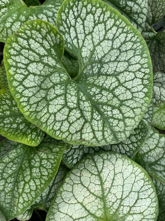 closeup of the green leaves on a plant