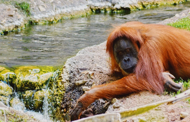 an adult orangua resting on a rock near water