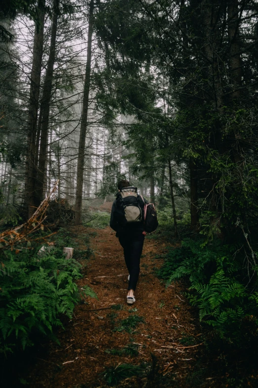 person with back pack walking on path in forest