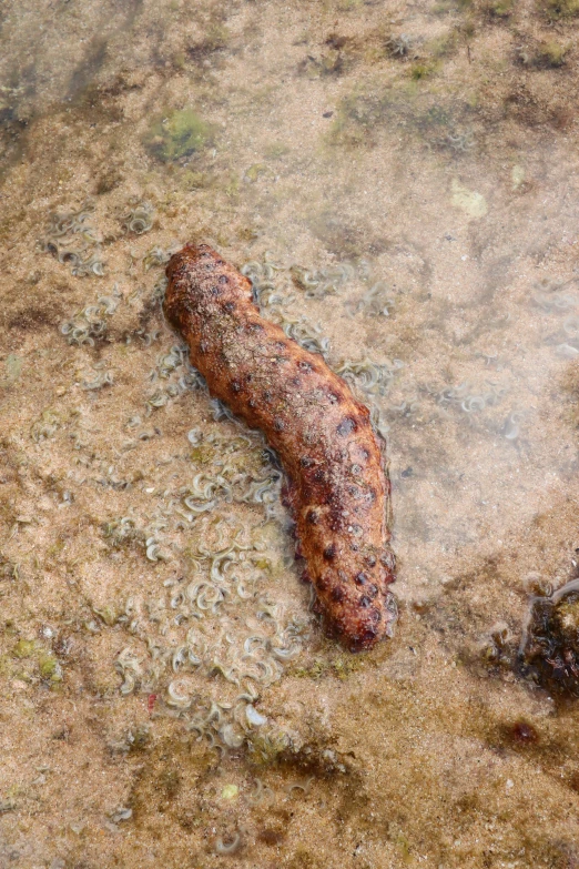 a long fish is on the beach near the ocean