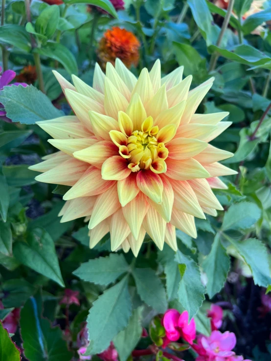 a close up of a flower in a garden