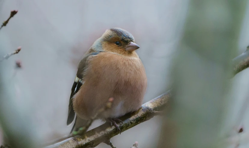 the small bird is sitting on the tree nch