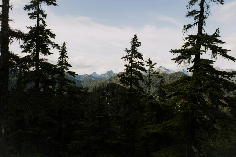 there is some trees in front of the mountains