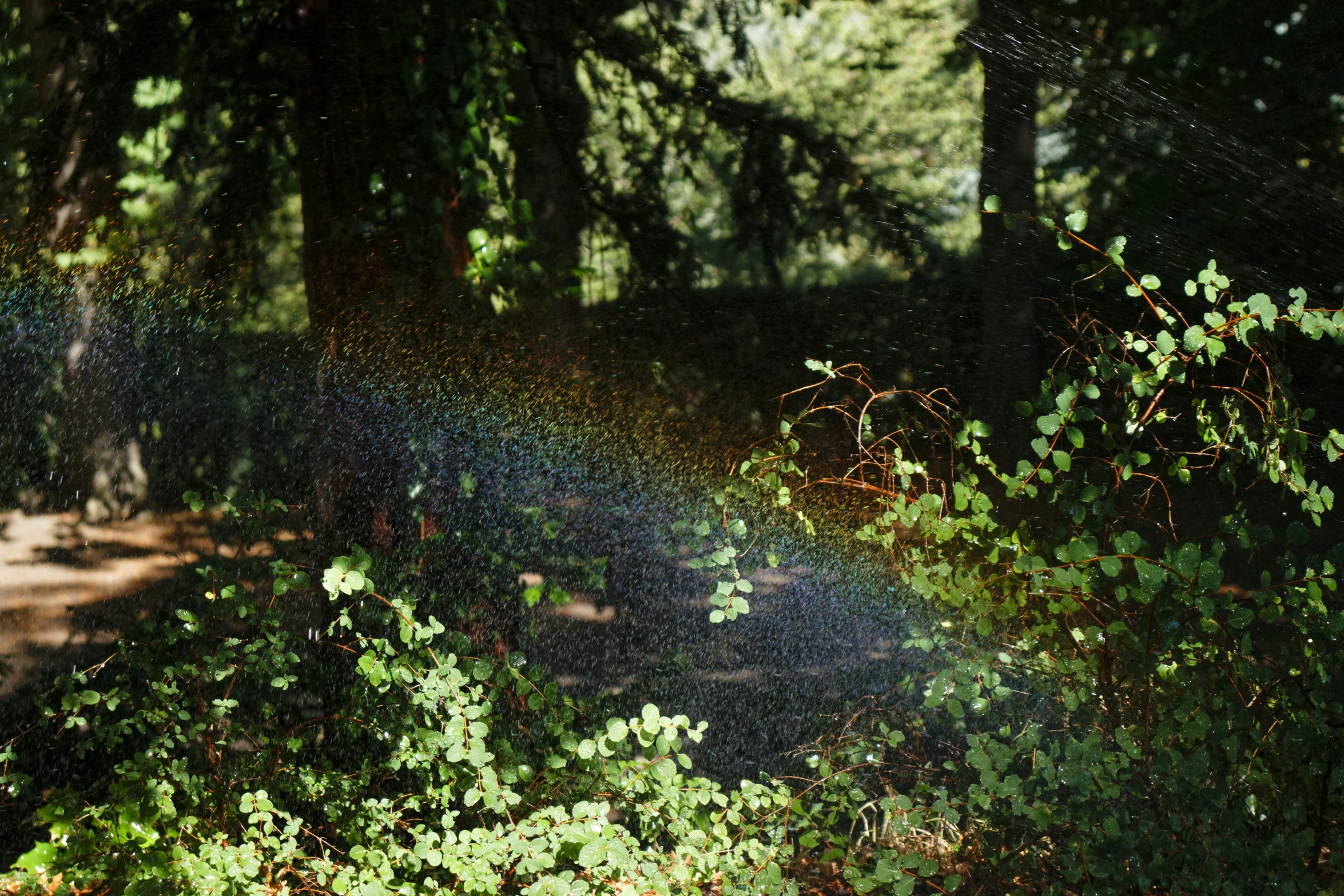 the sun shines in front of a forest, surrounded by tall trees