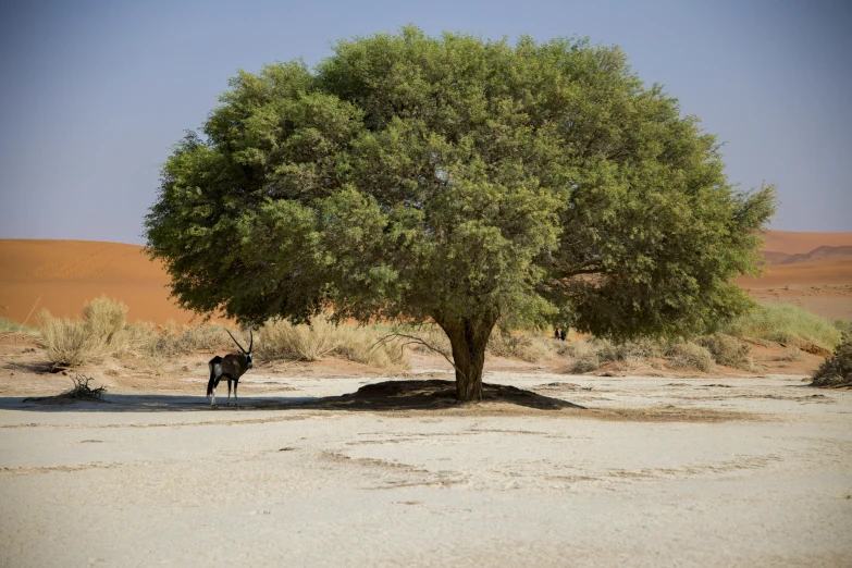 the cattle is grazing near a tree in the desert