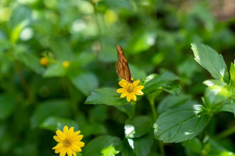 some very pretty yellow flowers in a big green area