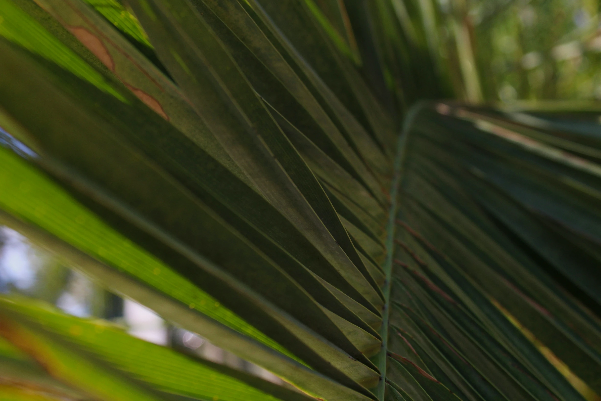 large green leaves of tree outside of building