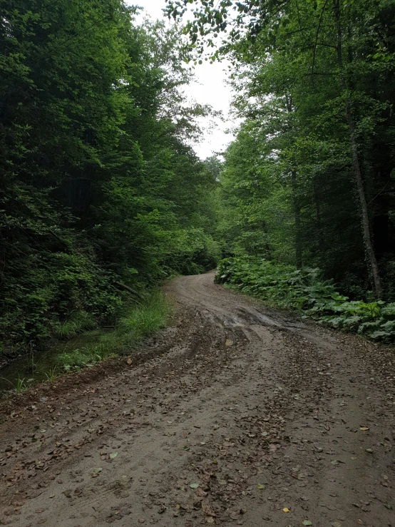 a dirt road runs through the green forest