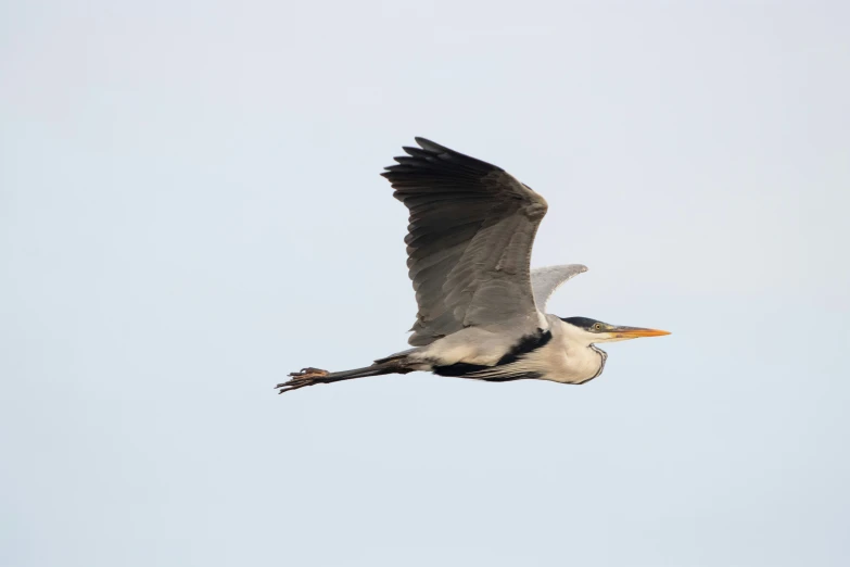a white and gray bird flies in the air