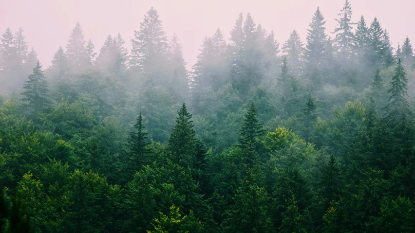 dense pine forest with thick mist and fog