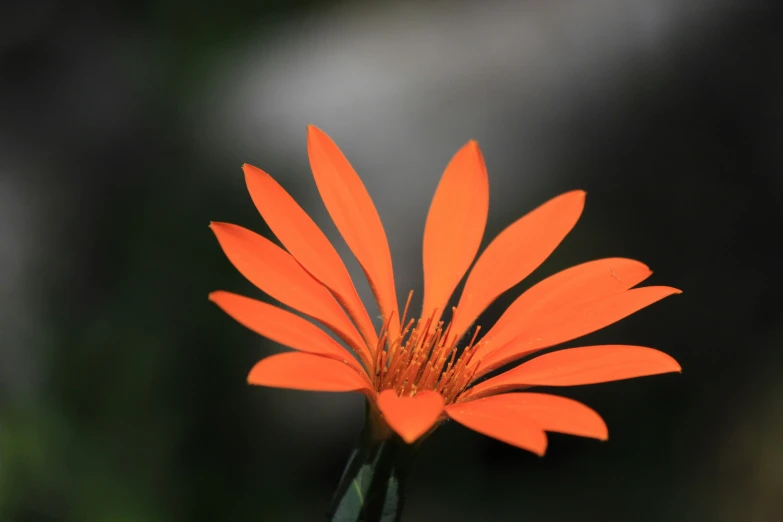 a large orange flower sits alone on the grass